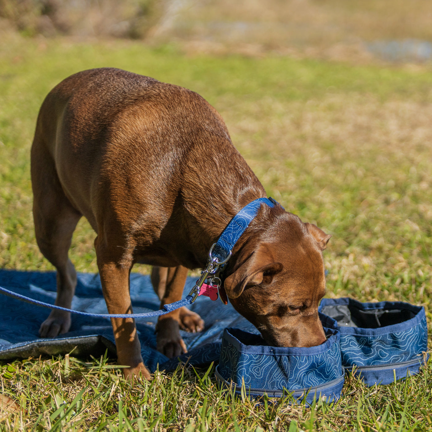Ford Bronco Topographical Collapsible Pet Water Bowl - Lifestyle