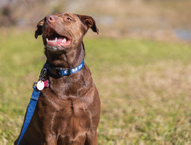Ford Bronco Blue Topographical Adjustable Dog Collar